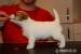 Jack Russell Teriér - štěňátka