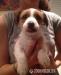 steniatko Jack Russel Terier
