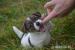 Jack russell teriei