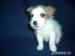 Štěňátka Jack Russell