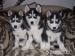 Sibírsky husky 