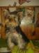 Yorkshire terrier s PP 