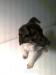jack russell terier