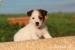 jack russell terrier s PP