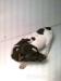 jack russell terier