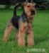 Welsh terier