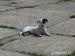 Prodám fenku Jack Russell terier