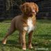 Nova Scotia Duck Tolling Retriever