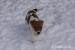 Jack Russel teriér - hladký vrh s PP