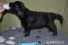 Flat Coated Retriever
