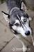 Hasinka - młoda suczka siberian husky ADOPCJA