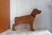 Rhodéský Ridgeback 