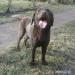 Labradorský retriever s PP