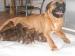 Szczenięta z rodowodem Bullmastiff 