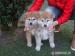 akita inu