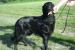 Zadám štěňátka flat coated retrievera s PP