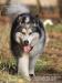 Dejla - suczka w typie alaskan malamute szuka domu