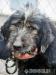 Irek - piękny, duży mix sznaucer/terrier adopcja