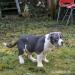 American bully