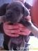 CANE CORSO ŠTENIATKA