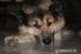 Gumiś - mieszaniec alaskan malamute i owczarka