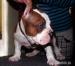 American Bully
