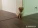 pomeranian s pp