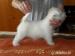 west highland white terrier