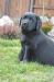 Labrador s PP-černá  šť