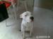 daruji super pitbulla 2 roky