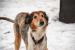 Jagoda - łagodna suczka collie, adopcja