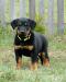 Beauceron štěňátka s PP