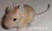 OSMÁK DEGU SAND