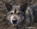 Bumbur -łagodny przyjacielski mix alaskan malamute