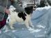 AKITA INU