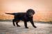 Flat Coated Retriever