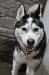 Uzi - młody pies w typie alaskan malamute adopcja