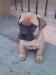 BULLMASTIFF Ihned k odběru