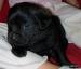 Labrador