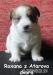 Jack Russell Terrier s PP