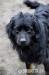 Szymuś - młody, delikatny mix spaniel szuka domu
