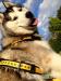 ZAGINĘŁA husky nagroda