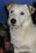 Jack russel terier