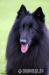 Berger Belge - Groenendael and Tervueren - puppies
