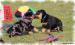 Beauceron - volná štěňátka, odběr Velikonoce