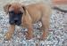 BULLMASTIFF Ihned k odběru