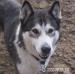 Ala - łagodna, nieśmiała suczka alaskan malamute