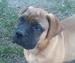 BULLMASTIFF Ihned k odběru