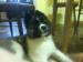 Americká Akita