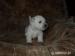 west highland white terrier